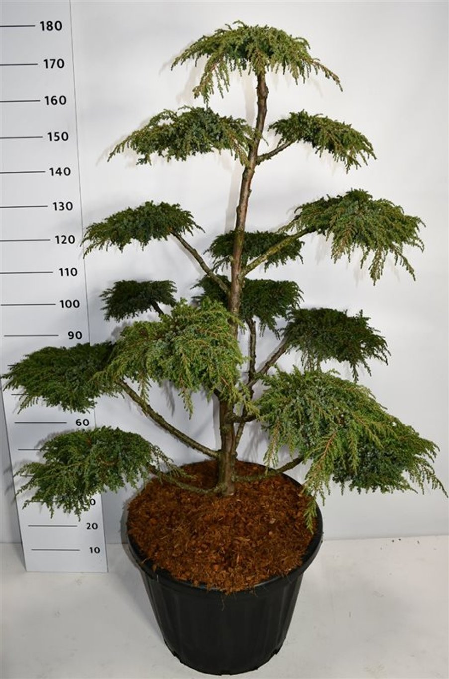 En – Juniperus communis 'Green Carpet' - C80 120-140 cm. Bonsai